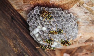 wasps nest